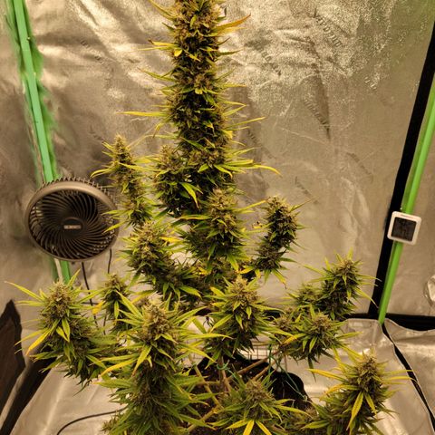 Blue Dream Auto #1 (ILGM) growlog timeline photo