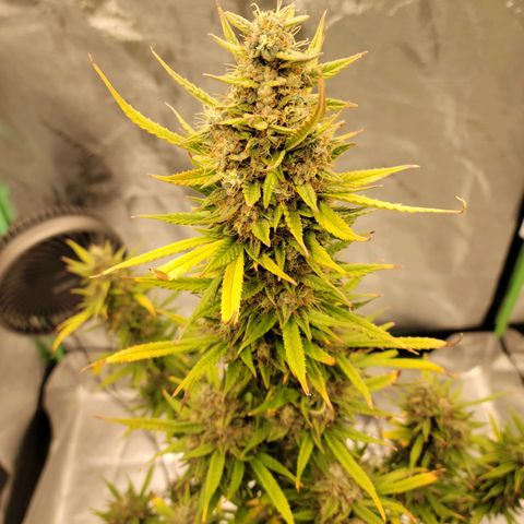 Blue Dream Auto #1 (ILGM) growlog timeline photo