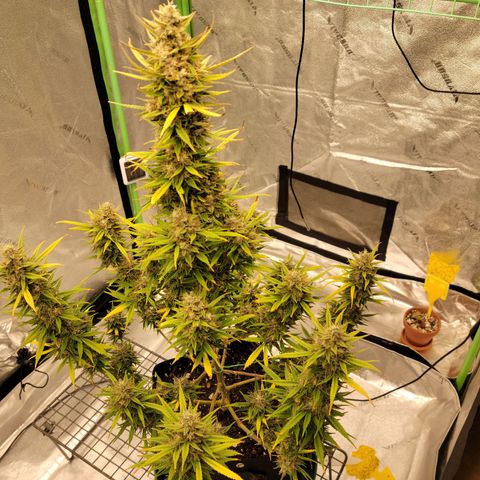 Blue Dream Auto #1 (ILGM) growlog timeline photo