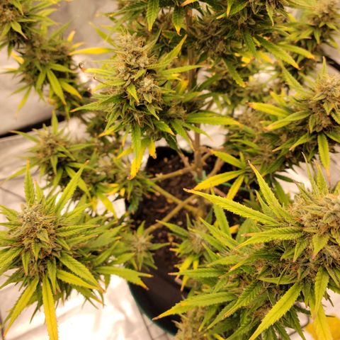 Blue Dream Auto #1 (ILGM) growlog timeline photo