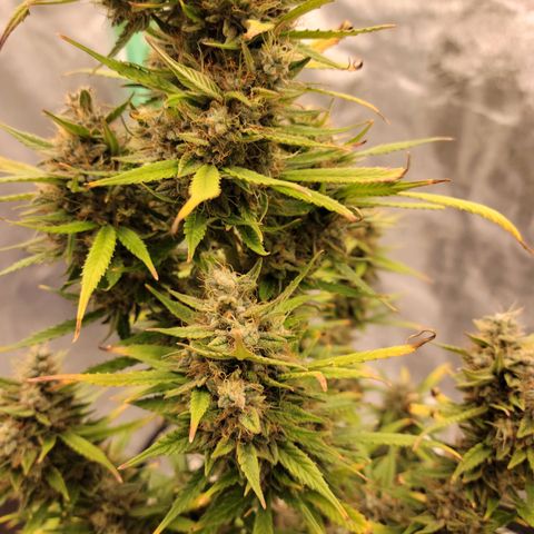 Blue Dream Auto #1 (ILGM) growlog timeline photo