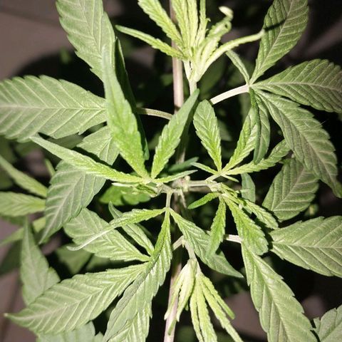 Sativa/Semente de Prensado growlog photo: Resultado poda top 42 dias de vida
Desenvolvimento galhos internos 
Primeiros pestilios 
Femea
