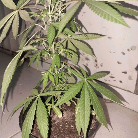 Sativa/Semente de Prensado growlog photo: Resultado poda top 42 dias de vida
Desenvolvimento galhos internos 
Primeiros pestilios 
Femea
