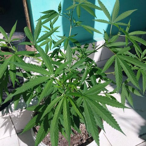 Sativa/Semente de Prensado growlog timeline photo