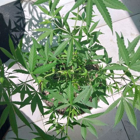 Sativa/Semente de Prensado growlog timeline photo