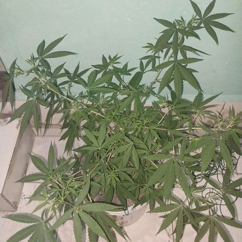 Sativa/Semente de Prensado growlog photo: 68 dias de vida 