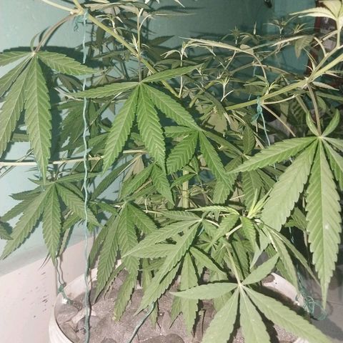 Sativa/Semente de Prensado growlog photo: Amarras