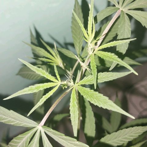 Sativa/Semente de Prensado growlog timeline photo