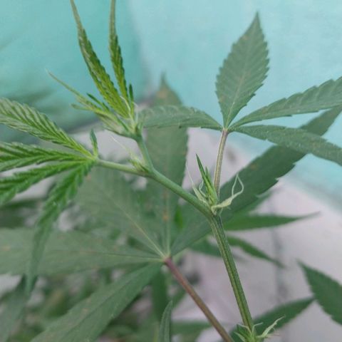 Sativa/Semente de Prensado growlog timeline photo