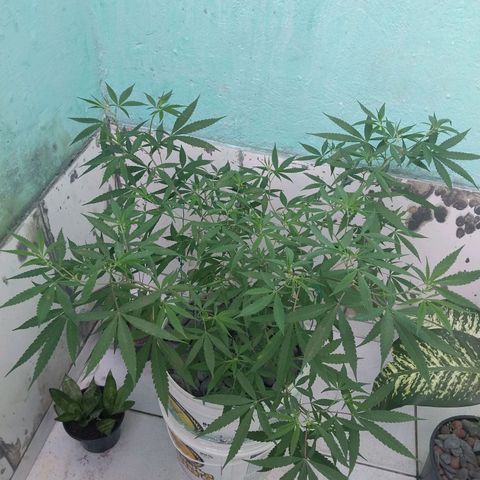 Sativa/Semente de Prensado growlog photo: 2 meses e 15 dias de vida 