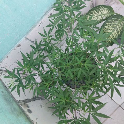 Sativa/Semente de Prensado growlog timeline photo