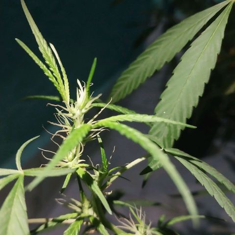 Sativa/Semente de Prensado growlog photo: 103 dias de vida
Ja fas 15 dias que apareceu os primeiros pestilhos