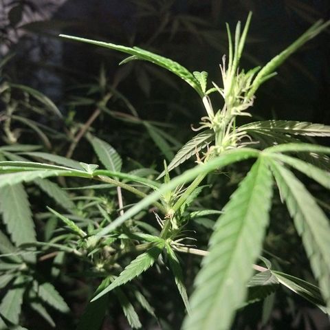 Sativa/Semente de Prensado growlog photo: 103 dias de vida
Ja fas 15 dias que apareceu os primeiros pestilhos