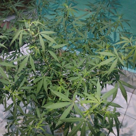 Sativa/Semente de Prensado growlog photo: 103 dias de vida
Ja fas 15 dias que apareceu os primeiros pestilhos