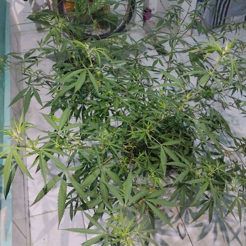Sativa/Semente de Prensado growlog photo: 103 dias de vida
Ja fas 15 dias que apareceu os primeiros pestilhos