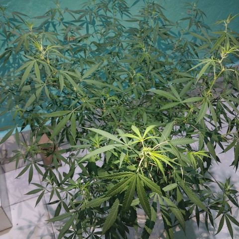 Sativa/Semente de Prensado growlog photo: 103 dias de vida
Ja fas 15 dias que apareceu os primeiros pestilhos