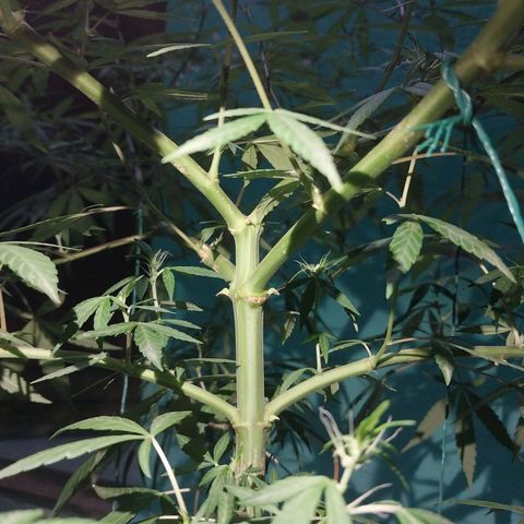 Sativa/Semente de Prensado growlog photo: 103 dias de vida
Ja fas 15 dias que apareceu os primeiros pestilhos