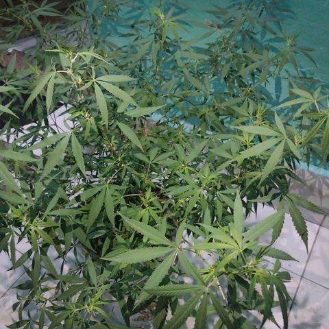 Sativa/Semente de Prensado growlog timeline photo