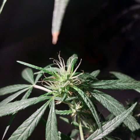 Sativa/Semente de Prensado growlog photo: 128 Dias de vida
Aplicando NPK de flora
