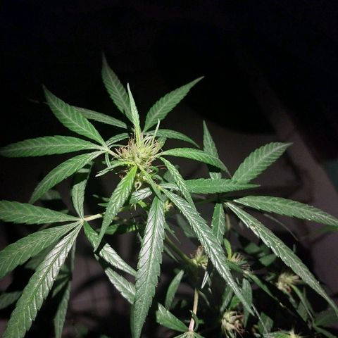 Sativa/Semente de Prensado growlog photo: 128 Dias de vida
Aplicando NPK de flora
