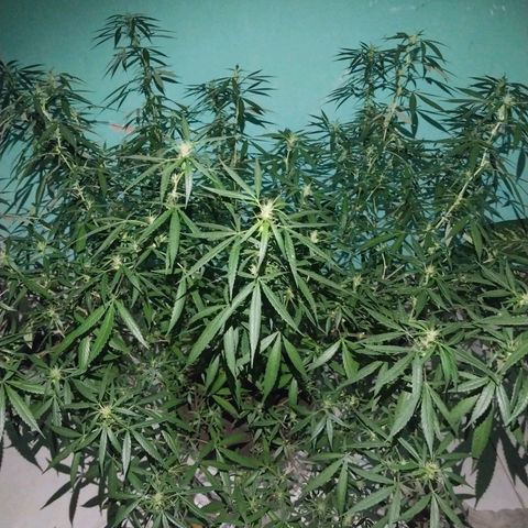 Sativa/Semente de Prensado growlog photo: 128 Dias de vida
Aplicando NPK de flora
