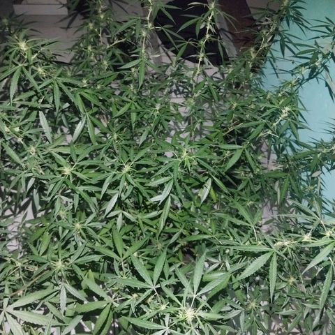 Sativa/Semente de Prensado growlog photo: 128 Dias de vida
Aplicando NPK de flora
