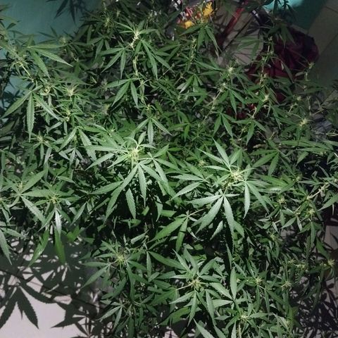 Sativa/Semente de Prensado growlog photo: 128 Dias de vida
Aplicando NPK de flora
