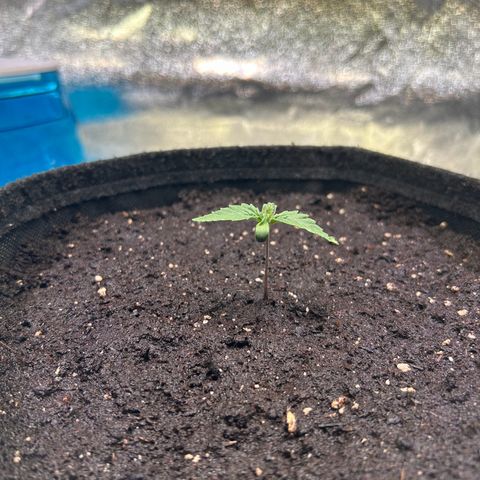 Auto Northern Lights #1 growlog timeline photo