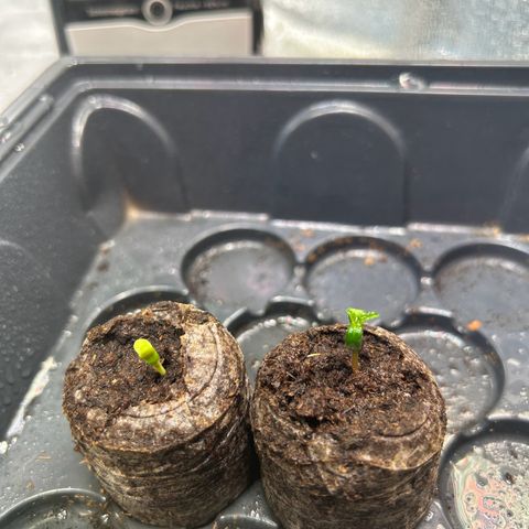 Auto Northern Lights #2 growlog timeline photo