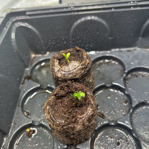 Auto Northern Lights #2 growlog timeline photo