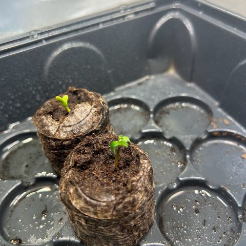 Auto Northern Lights #2 growlog timeline photo