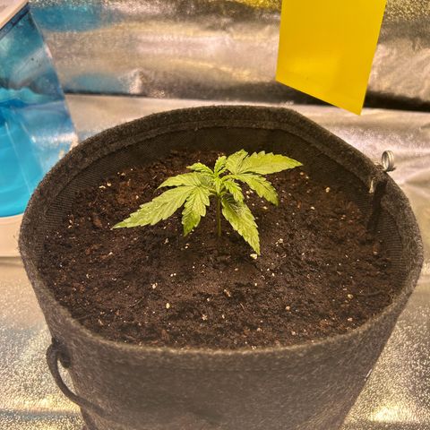 Auto Northern Lights #1 growlog photo: Erste Düngung mit 5ml auf 10L ph6 