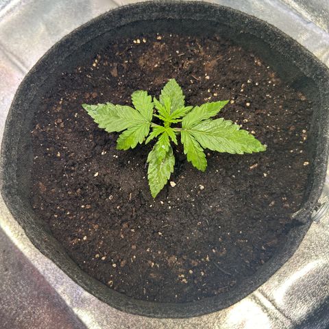 Auto Northern Lights #1 growlog photo: Erste Düngung mit 5ml auf 10L ph6 