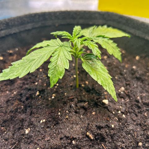 Auto Northern Lights #1 growlog photo: Erste Düngung mit 5ml auf 10L ph6 