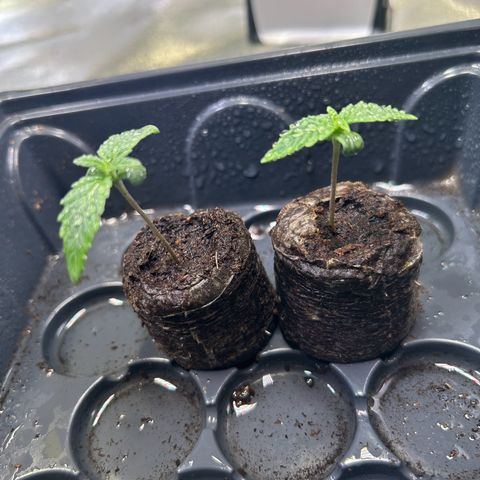 Auto Northern Lights #2 growlog timeline photo