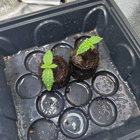 Auto Northern Lights #2 growlog timeline photo