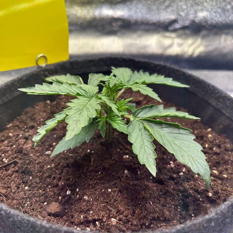 Auto Northern Lights #1 growlog timeline photo