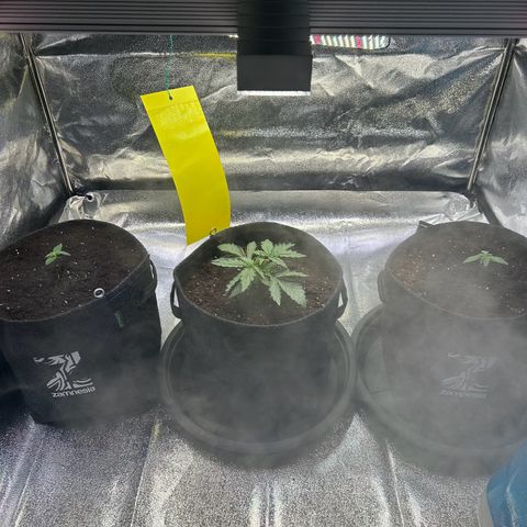 Auto Northern Lights #1 growlog timeline photo