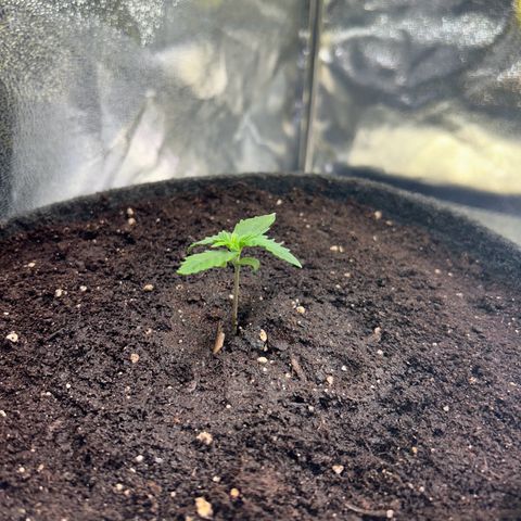 Auto Northern Lights #2 growlog timeline photo