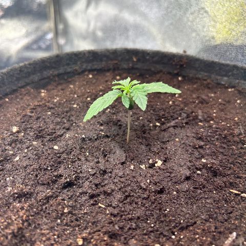 Auto Northern Lights #3 growlog timeline photo