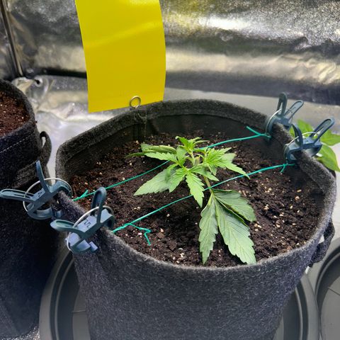 Auto Northern Lights #1 growlog timeline photo