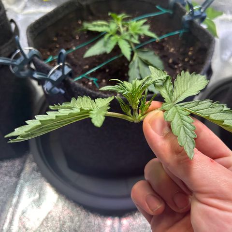 Auto Northern Lights #1 growlog timeline photo