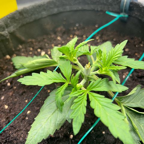 Auto Northern Lights #1 growlog timeline photo