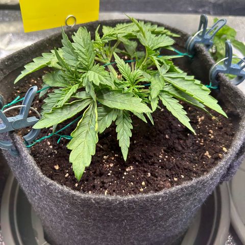 Auto Northern Lights #1 growlog timeline photo