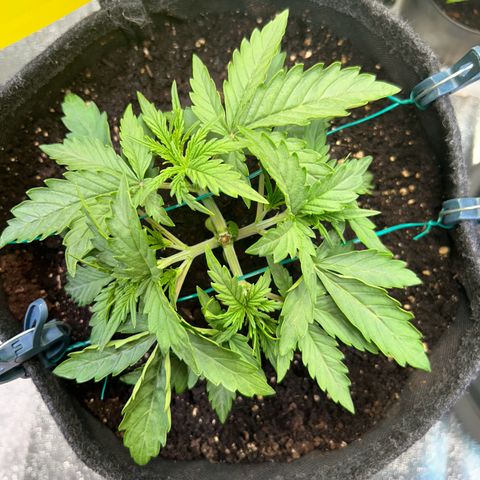 Auto Northern Lights #1 growlog timeline photo
