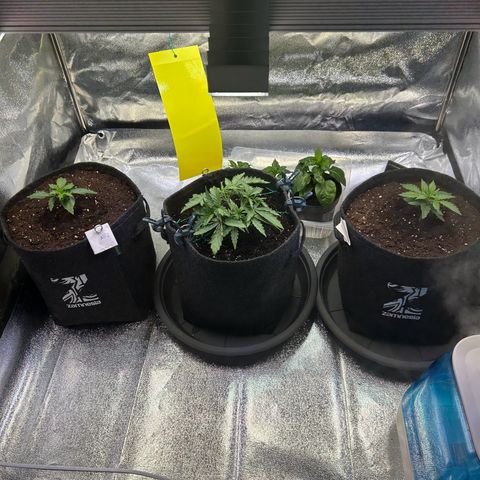 Auto Northern Lights #1 growlog timeline photo