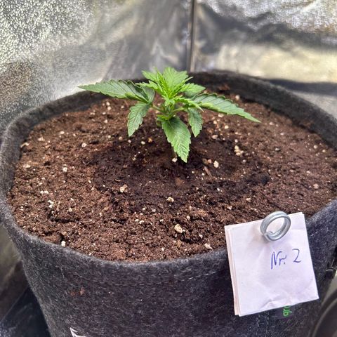 Auto Northern Lights #2 growlog timeline photo