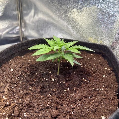 Auto Northern Lights #3 growlog timeline photo
