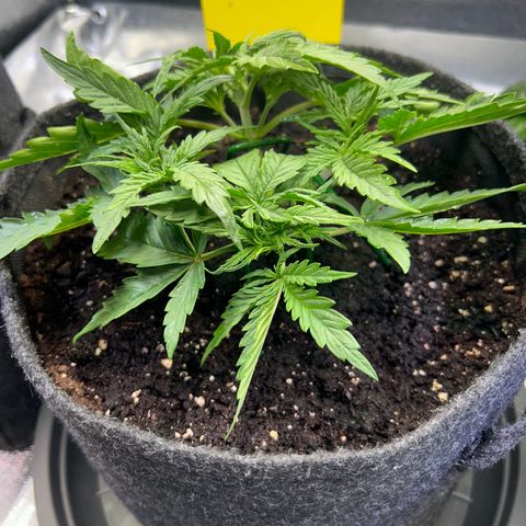 Auto Northern Lights #1 growlog timeline photo