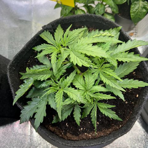 Auto Northern Lights #1 growlog timeline photo